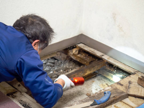 Best Mold Testing and Inspection Services in West Babylon, NY