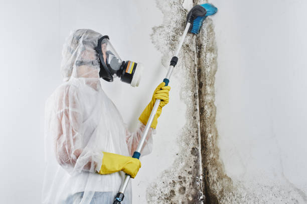 Best Commercial Mold Remediation in West Babylon, NY