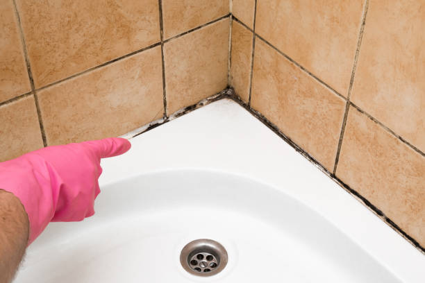 Professional Mold Remediation in West Babylon, NY
