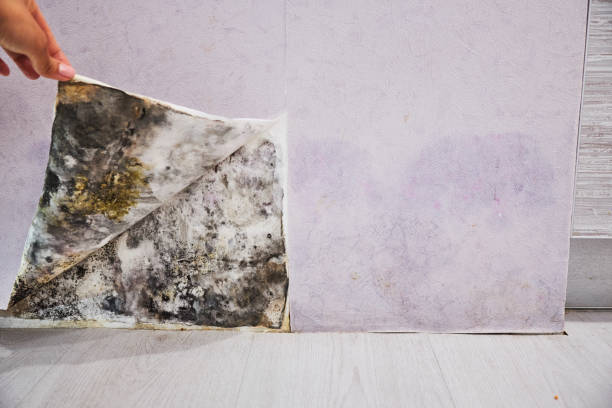 Best Mold Remediation for Schools in West Babylon, NY